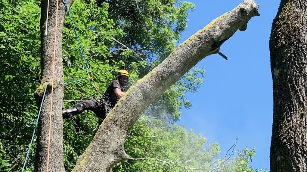 Arborist in action – tree removal, Northern Beaches