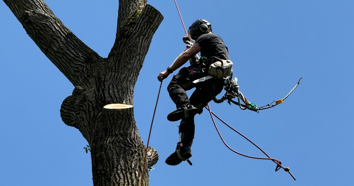 Alex Price qualified arborist climbing in tree Northern Beaches