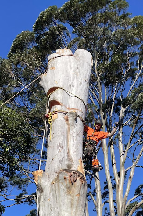 Alex Price climbing arborist Northern Beaches