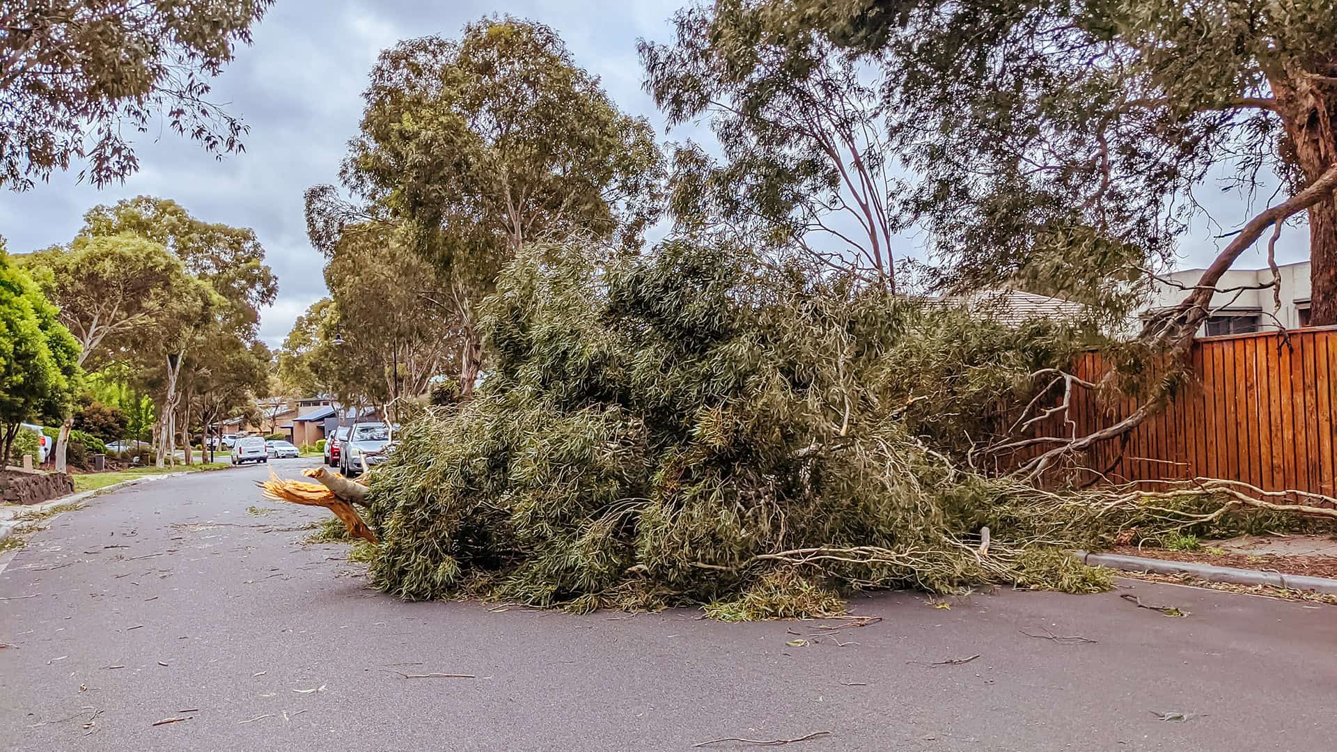 Emergency tree work Northern Beaches
