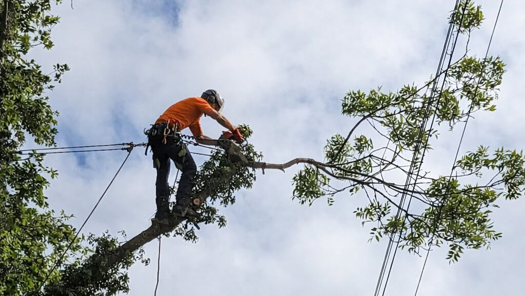 Tree pruning Northern Beaches