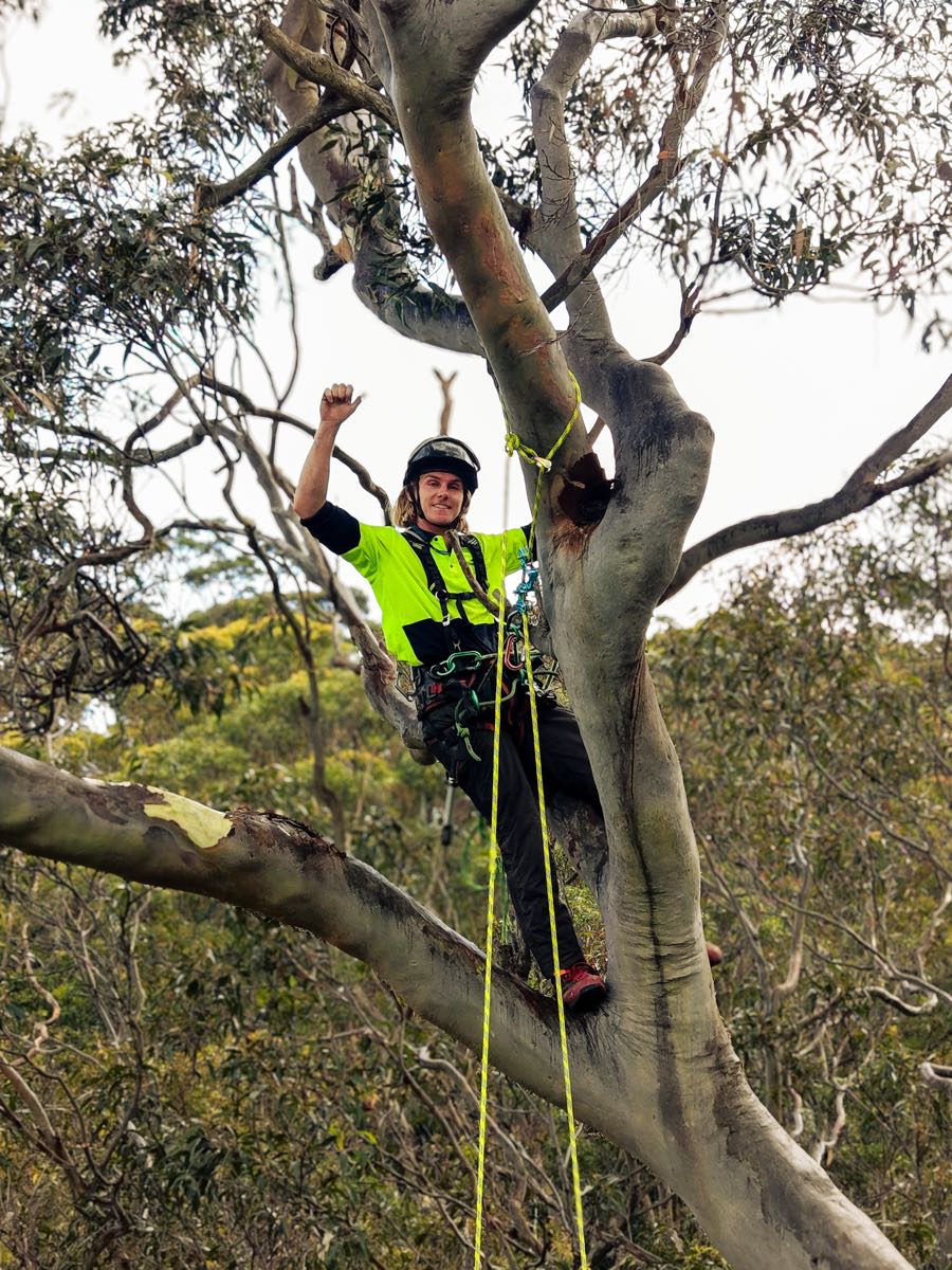 Climbing arborist roped into the crown of a large gum tree above the Bilgola bushland