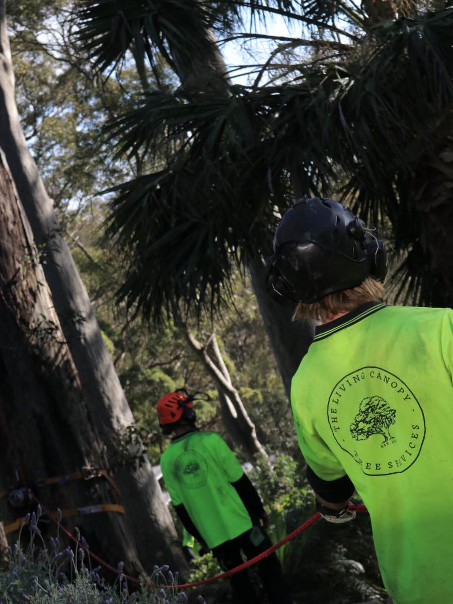 Two crew members in hi-vis watching from below a fan palm and tall gum trunks, with a red rope rigged around the base of a tree