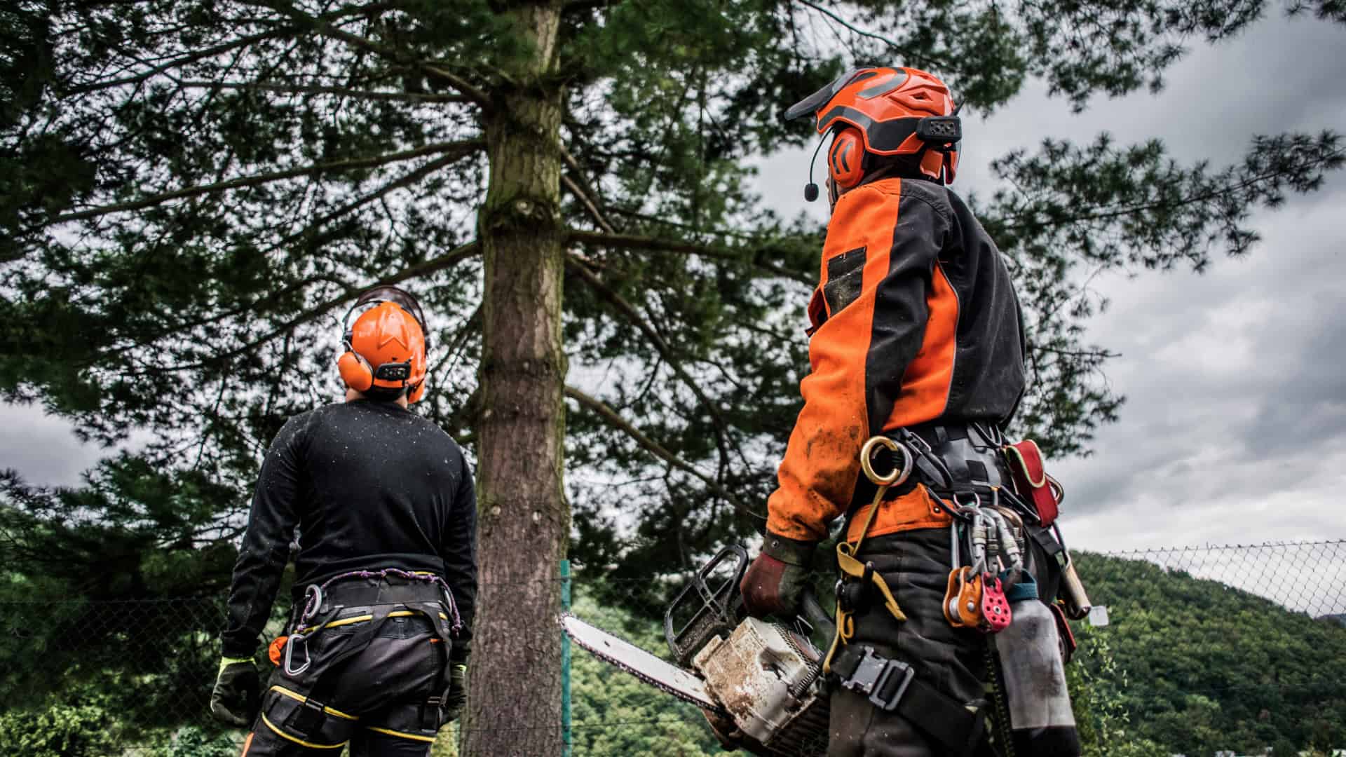 Tree removal Northern Beaches