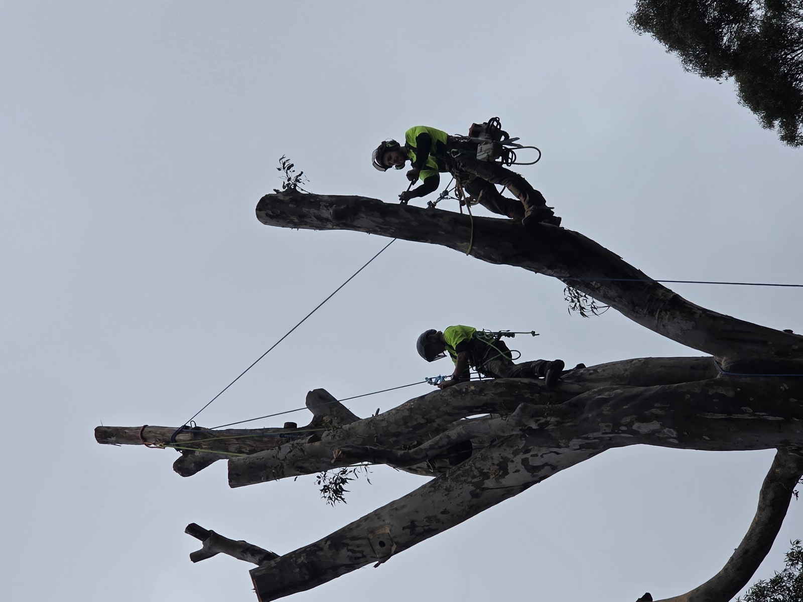 Qualified arborists carrying out a tree inspection on Sydney's Northern Beaches — The Living Canopy