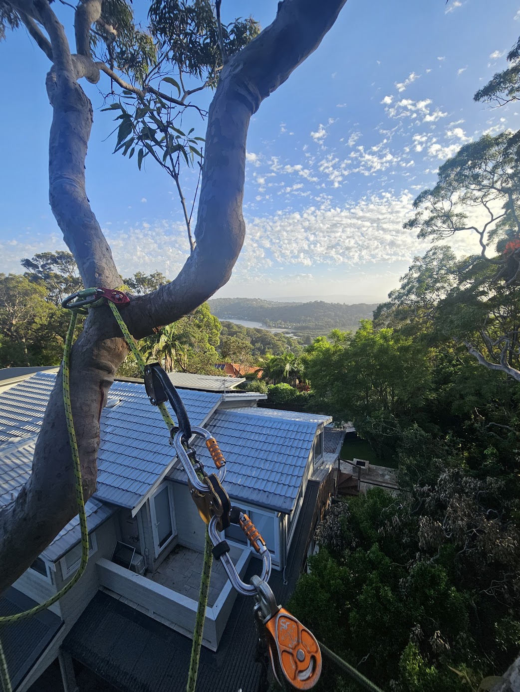 Arborist rigging eucalyptus Narrabeen Lagoon