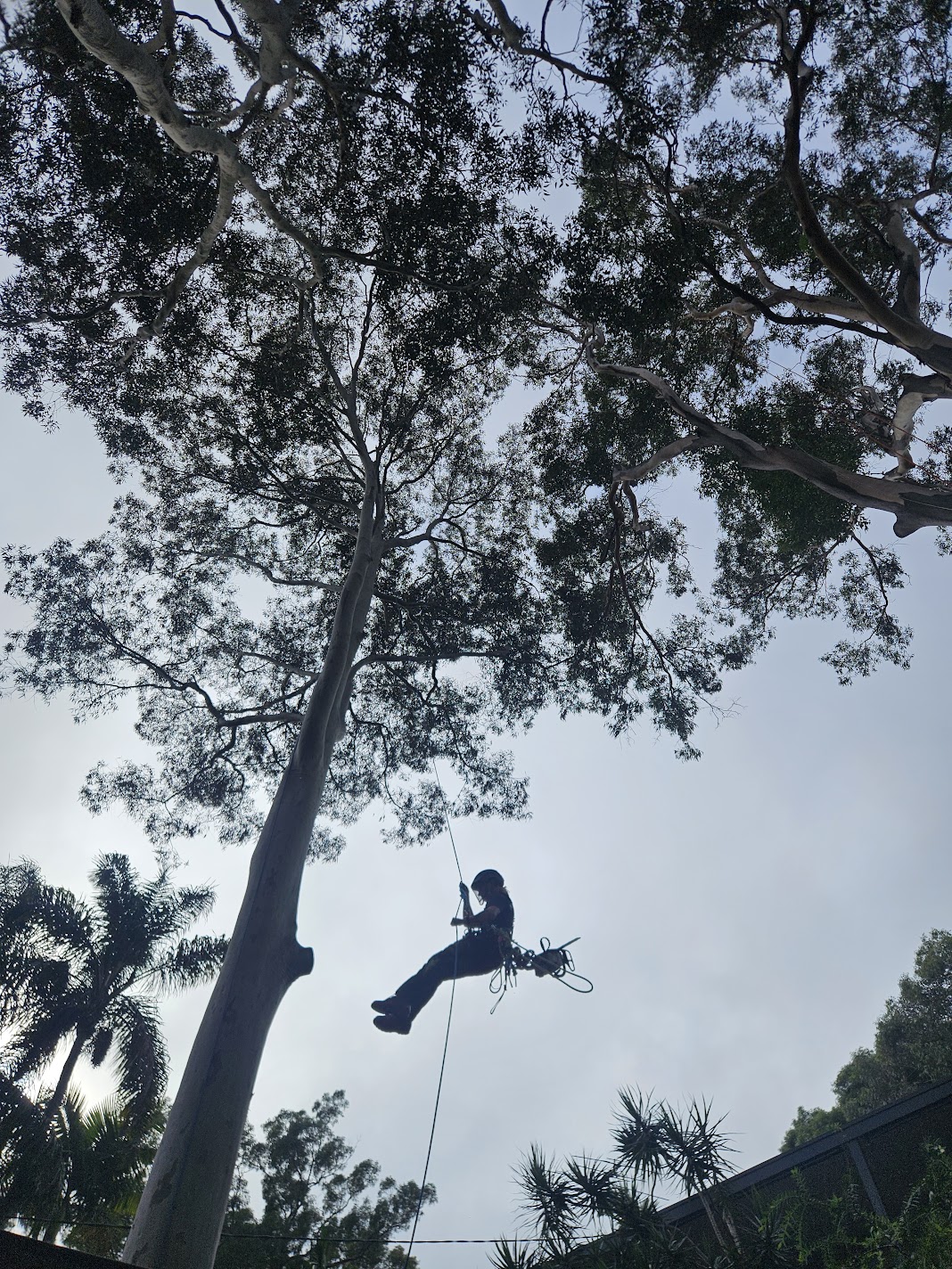 Arborist rope climbing eucalyptus tree removal Sydney