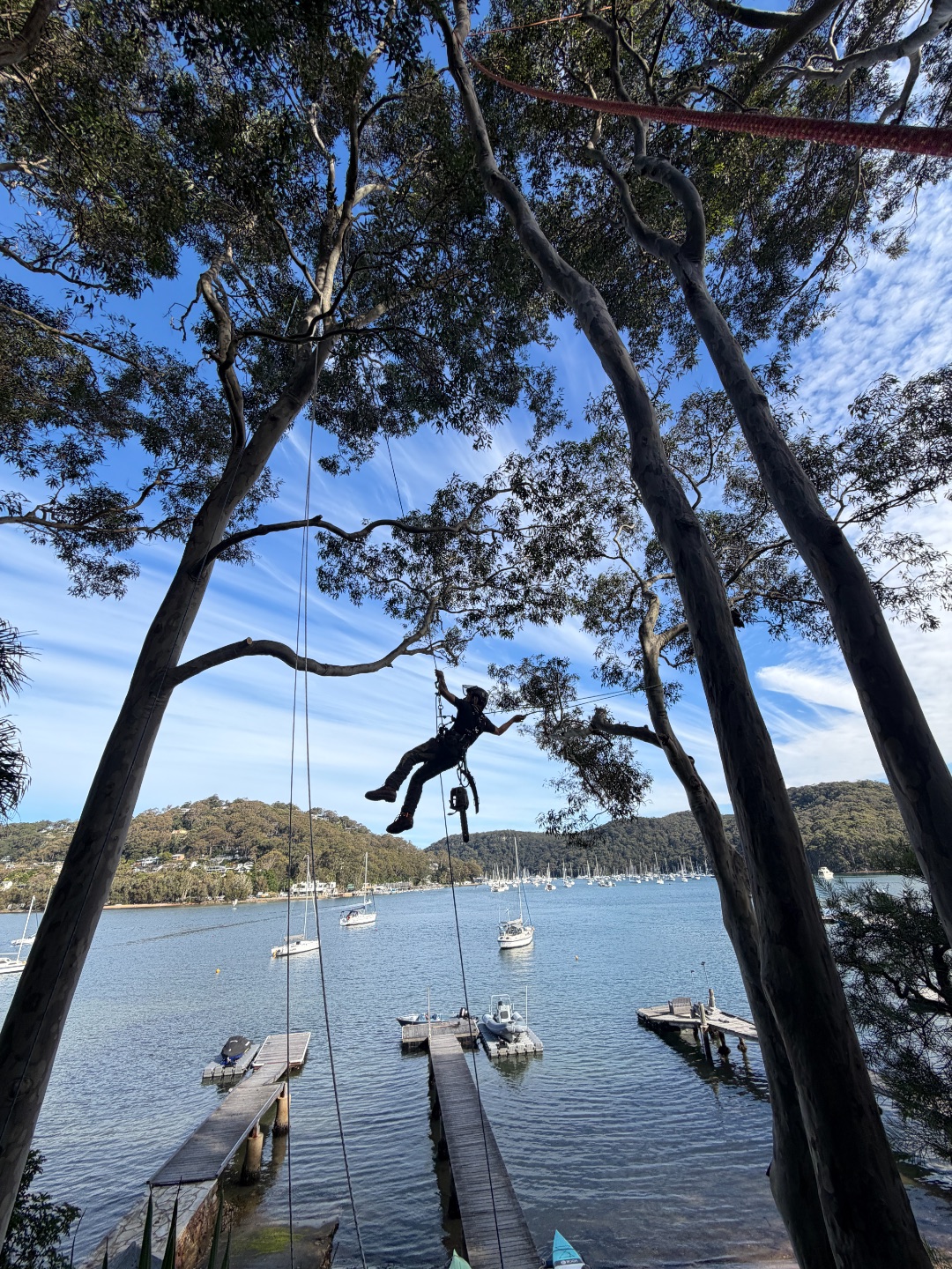 Arborist roped high in a spotted gum pruning a tree over Pittwater with moored yachts below on Scotland Island