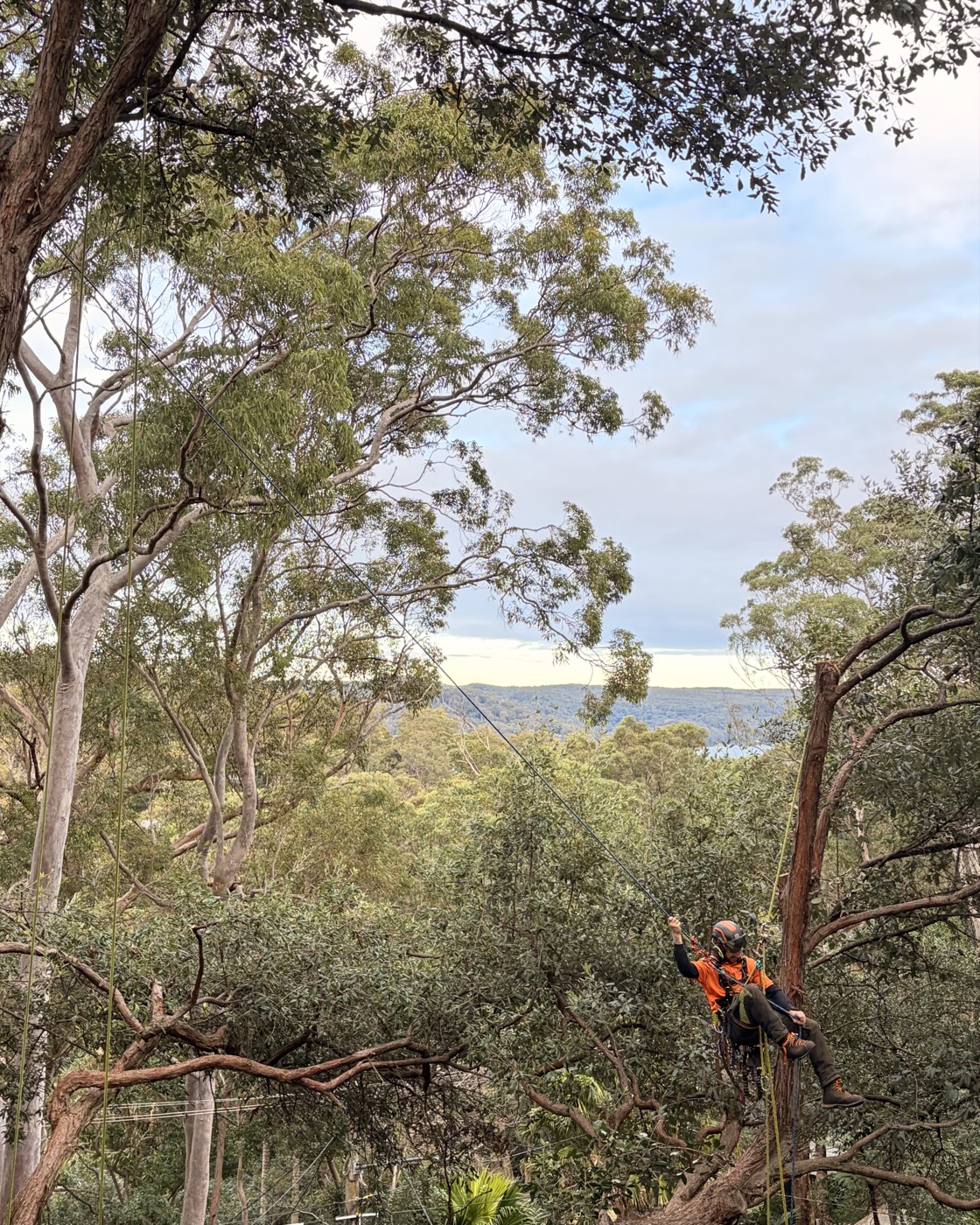 Arborist tree climbing, Pittwater Northern Beaches