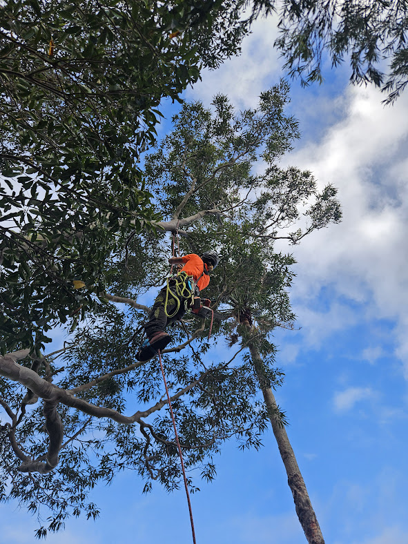 Arborist pruning tree in Narrabeen — The Living Canopy