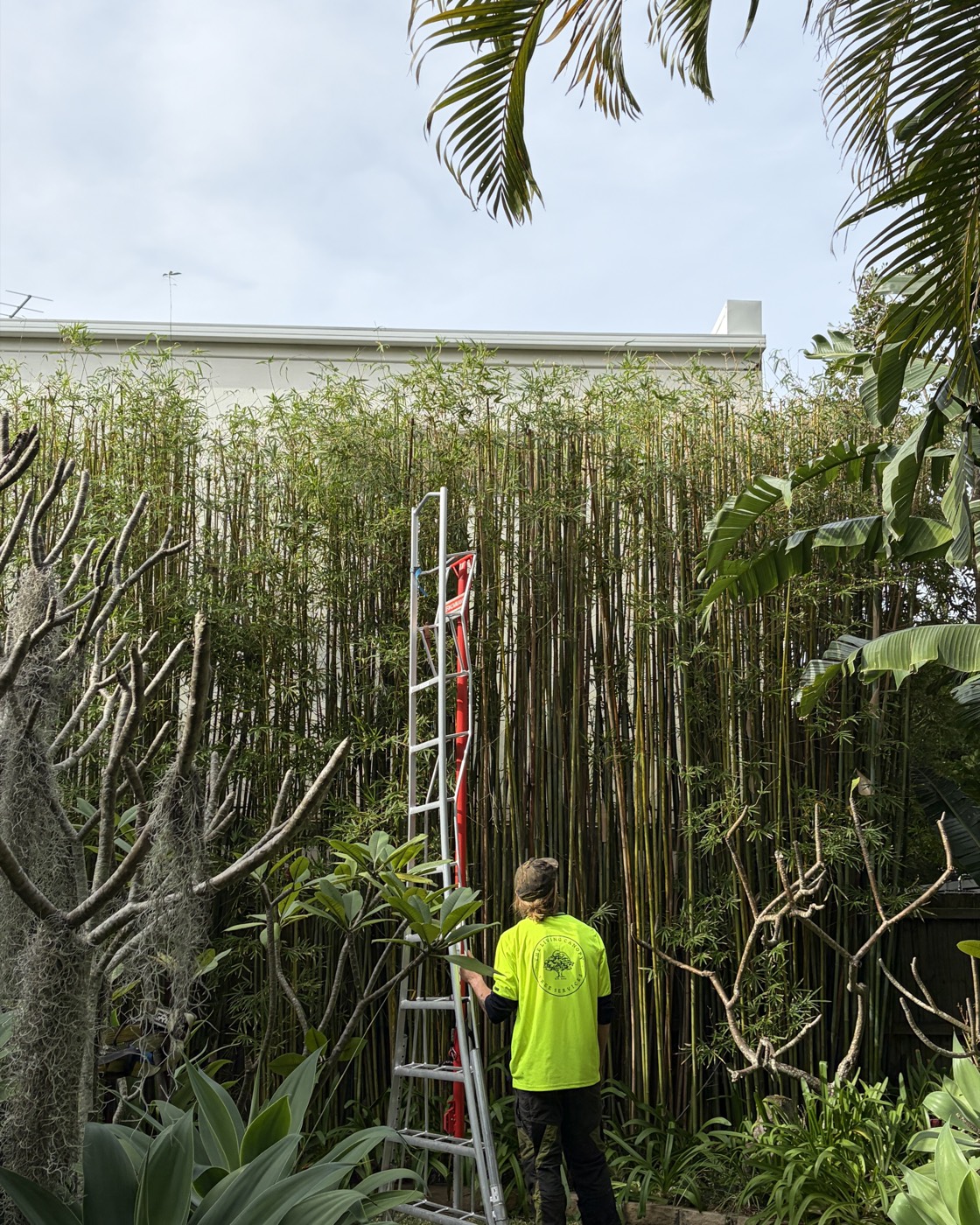 Bamboo hedge trimming, Northern Beaches