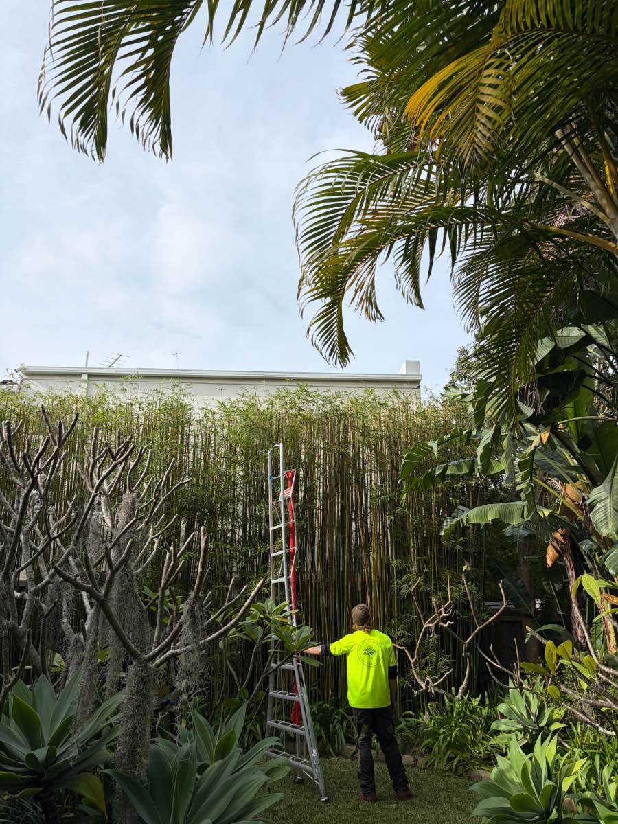 Arborist in a hi-vis yellow shirt steadying a tall tripod ladder against a dense bamboo screen, with palm fronds overhead