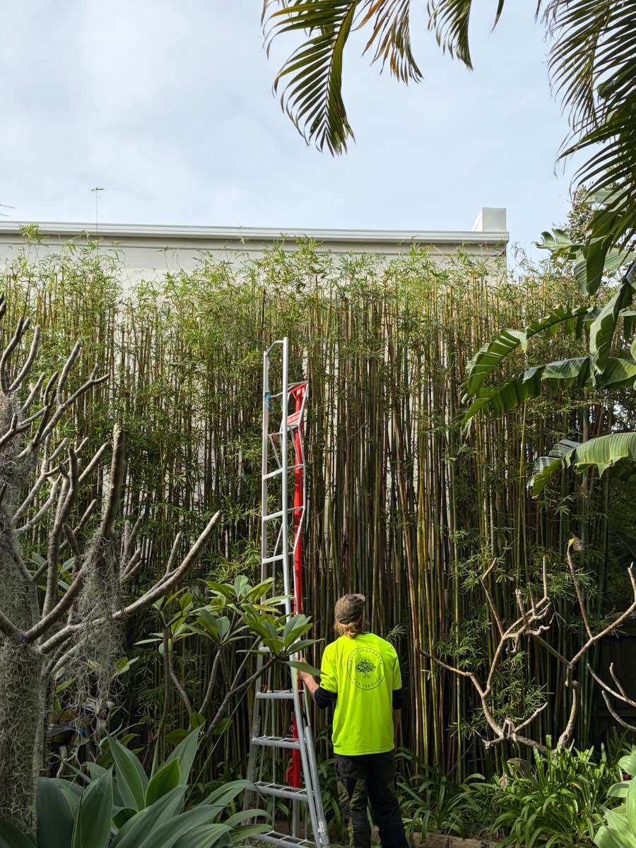 Crew member in hi-vis standing beside a tall ladder at the foot of a dense bamboo screen in front of a white building