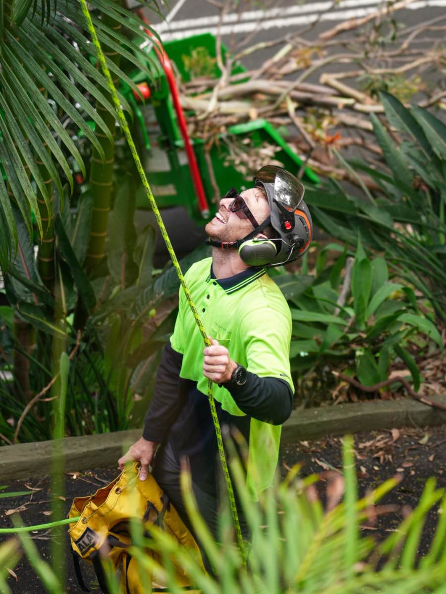 Climber in a helmet and sunglasses looking up into the canopy while holding a climbing line, with a woodchipper and cut branches on the street behind