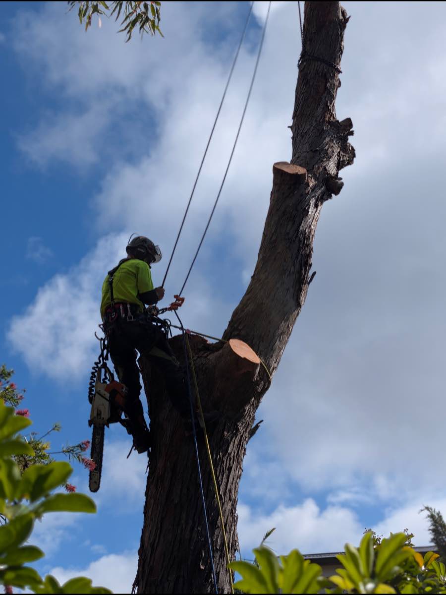 Climber with a chainsaw tied in high on a tall bare spar, cutting it down in short sections against a blue sky