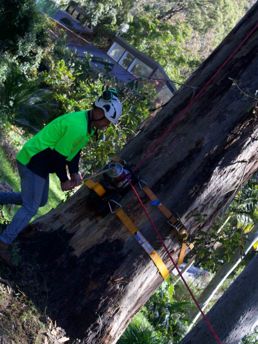 Arborist in a white helmet and hi-vis shirt working up a thick gum trunk on a strap and rope, with a house roof behind