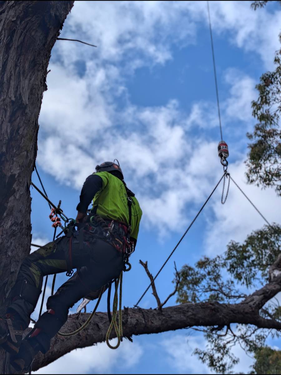 Climber in a harness standing on a large limb, with a rigging line running up through a block in the canopy above
