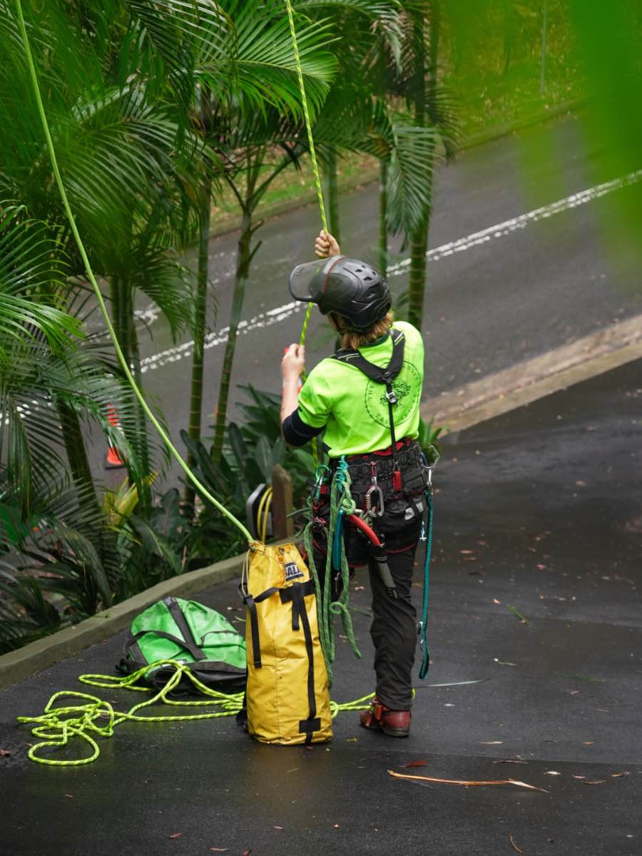 Climber in helmet and harness pulling a rope line up into palms from a wet driveway, with rope bags at his feet