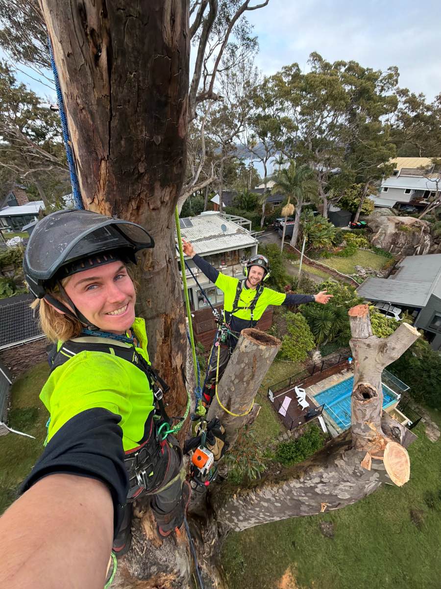 Smiling climber in a helmet high in a gum, with a second climber waving from the next stem and a backyard pool far below