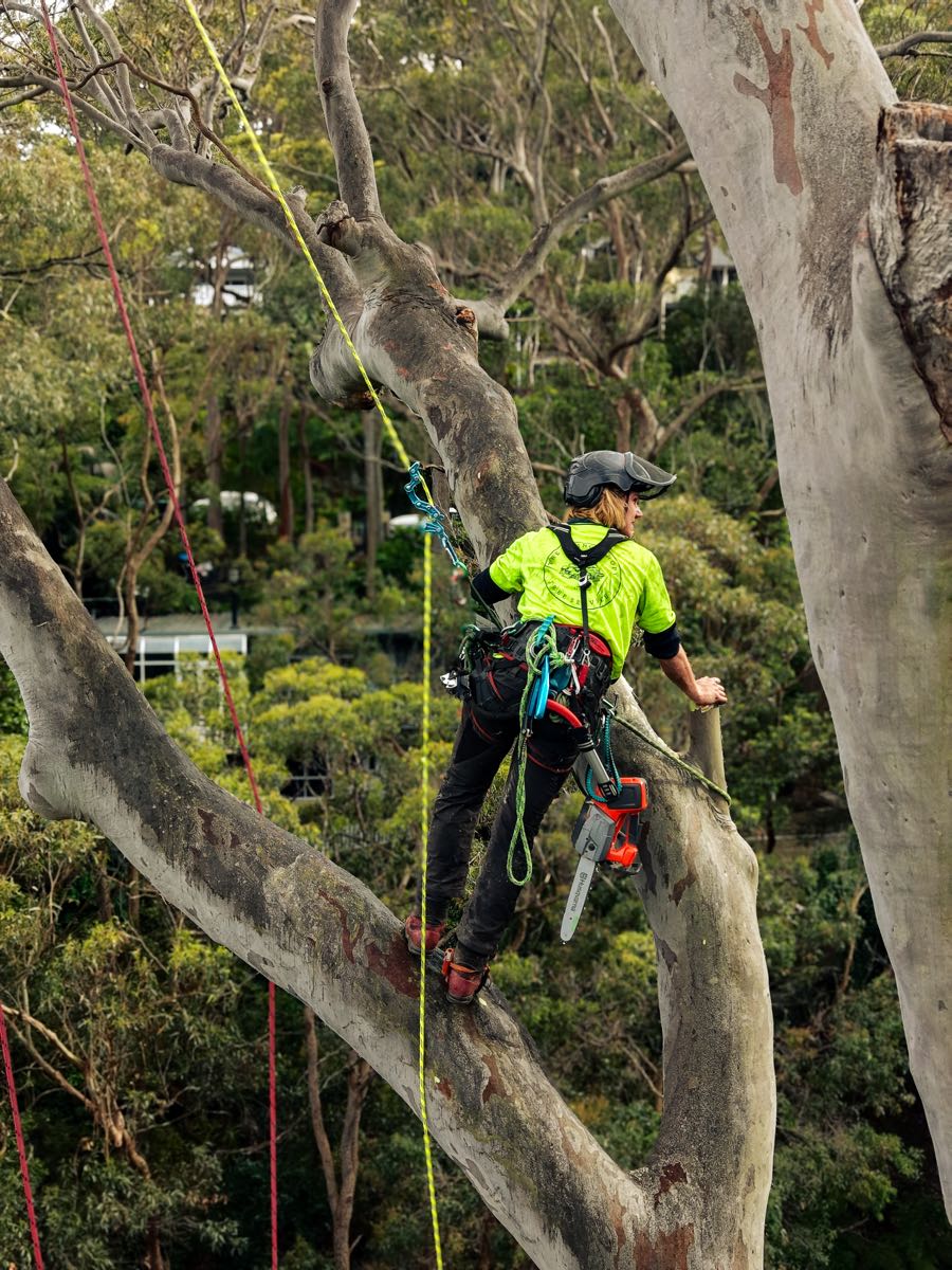 Climbing arborist with a chainsaw working on a large gum tree limb between houses in Bilgola