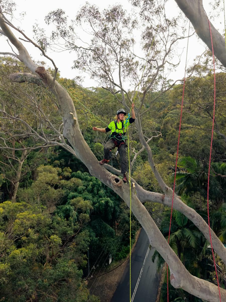 Arborist standing on a limb high in a tall smooth-barked gum, with bushland and a road far below