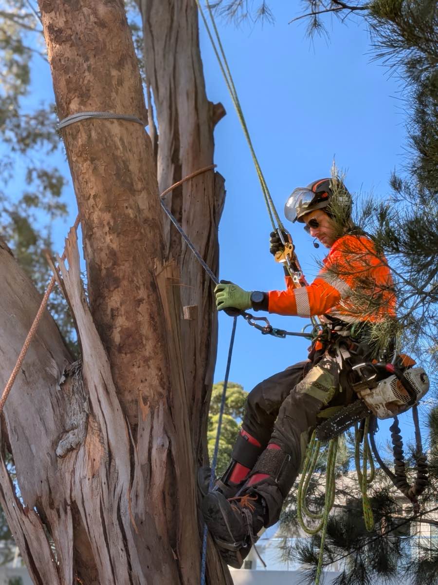 Climber on ropes with a chainsaw at his hip, ascending beside a tall trunk with peeling bark