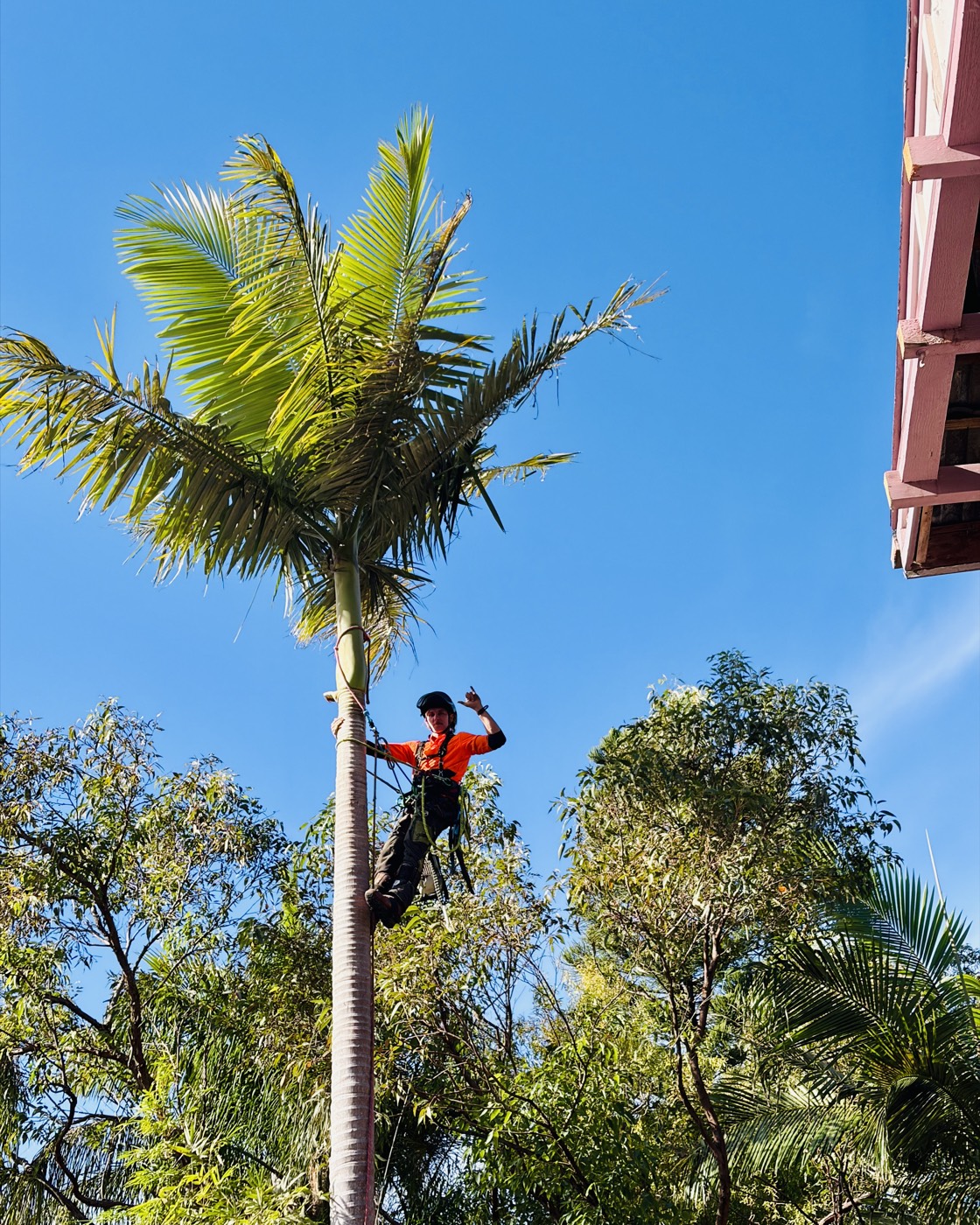 Cocos palm removal arborist, Northern Beaches