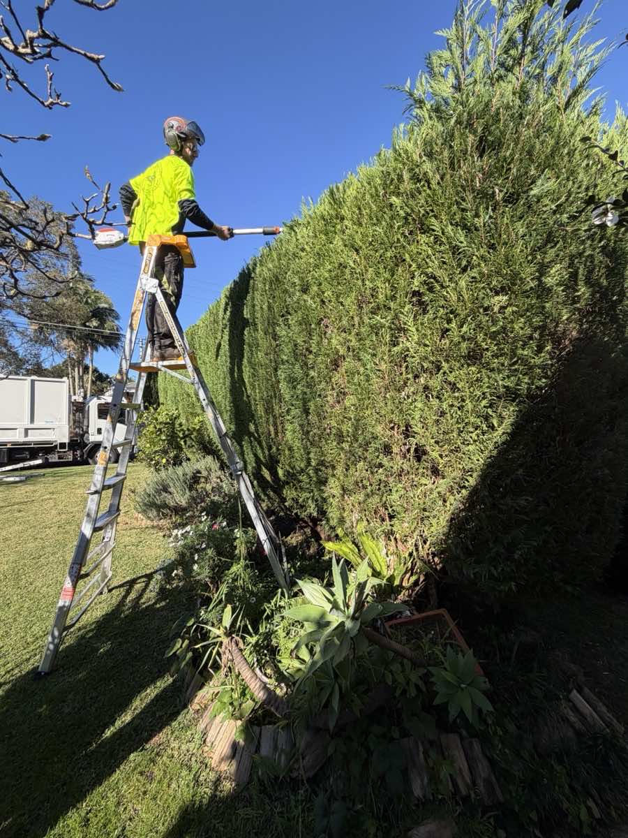 Arborist on a ladder reducing a tall conifer hedge on a Collaroy property