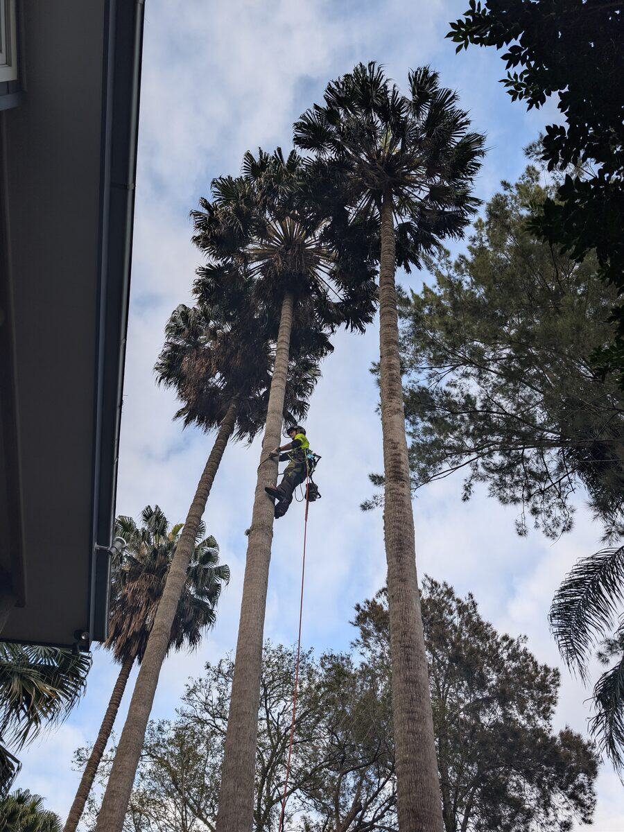 Arborist climbing a Washingtonia robusta (cotton palm) to prune dead fronds beside a Church Point home
