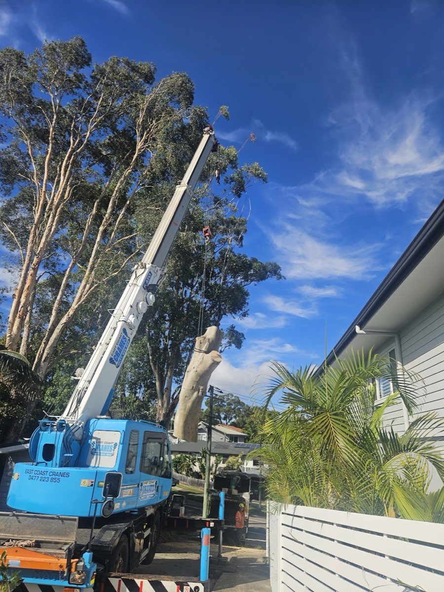 Crane-assisted removal of a large gum tree beside a Newport home