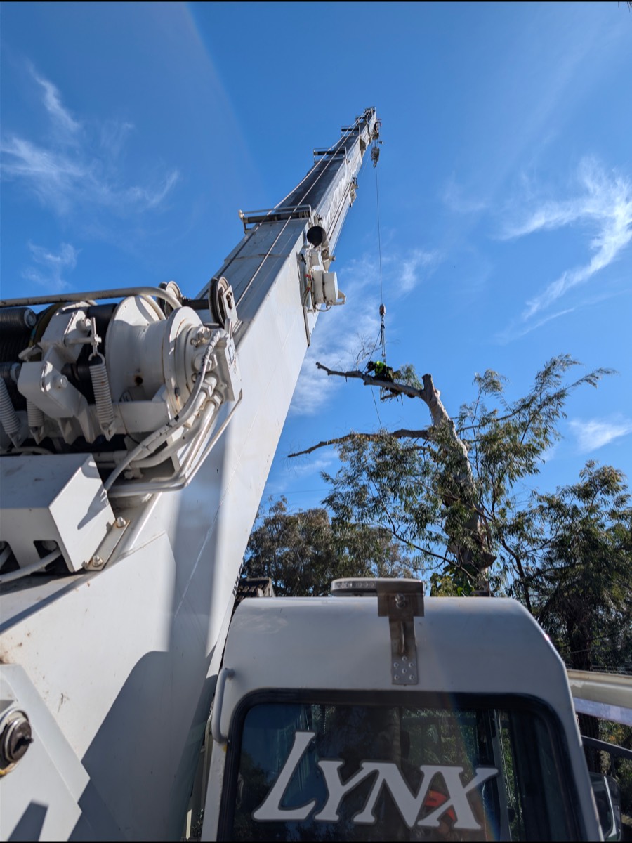 Truck-mounted crane boom extended high over a tree, with a climber clipped in among the upper branches