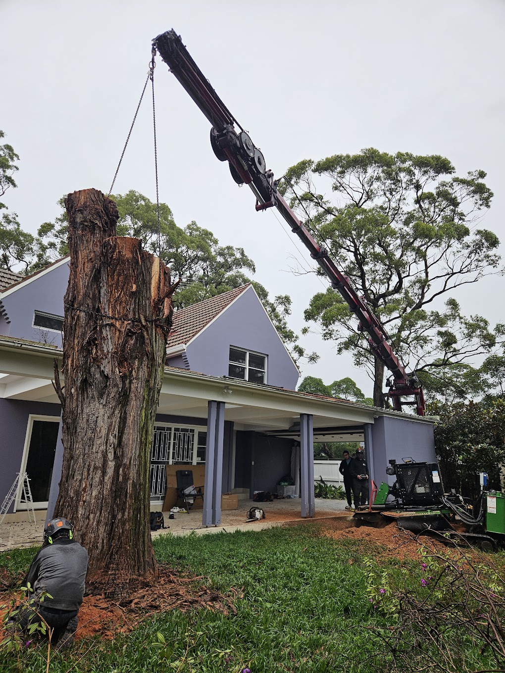 Crane tree removal Dee Why Northern Beaches