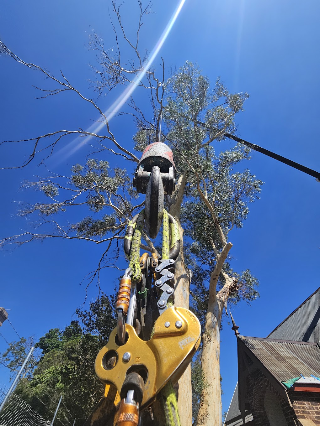 Crane tree removal Northern Beaches