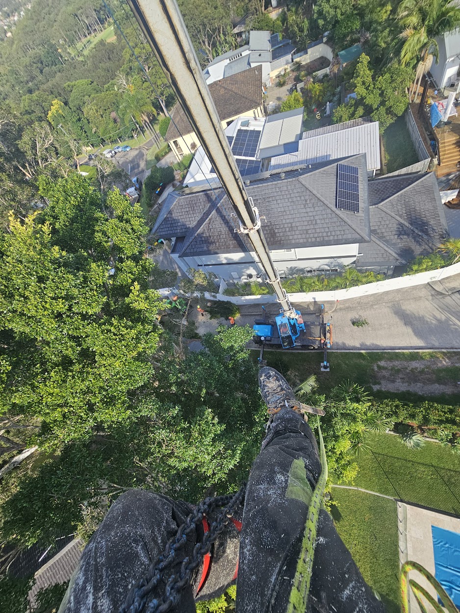 Crane tree removal Northern Beaches