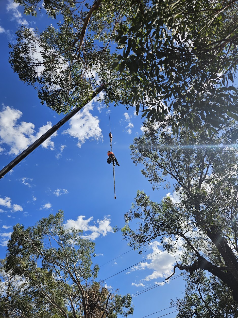 Crane tree removal Northern Beaches