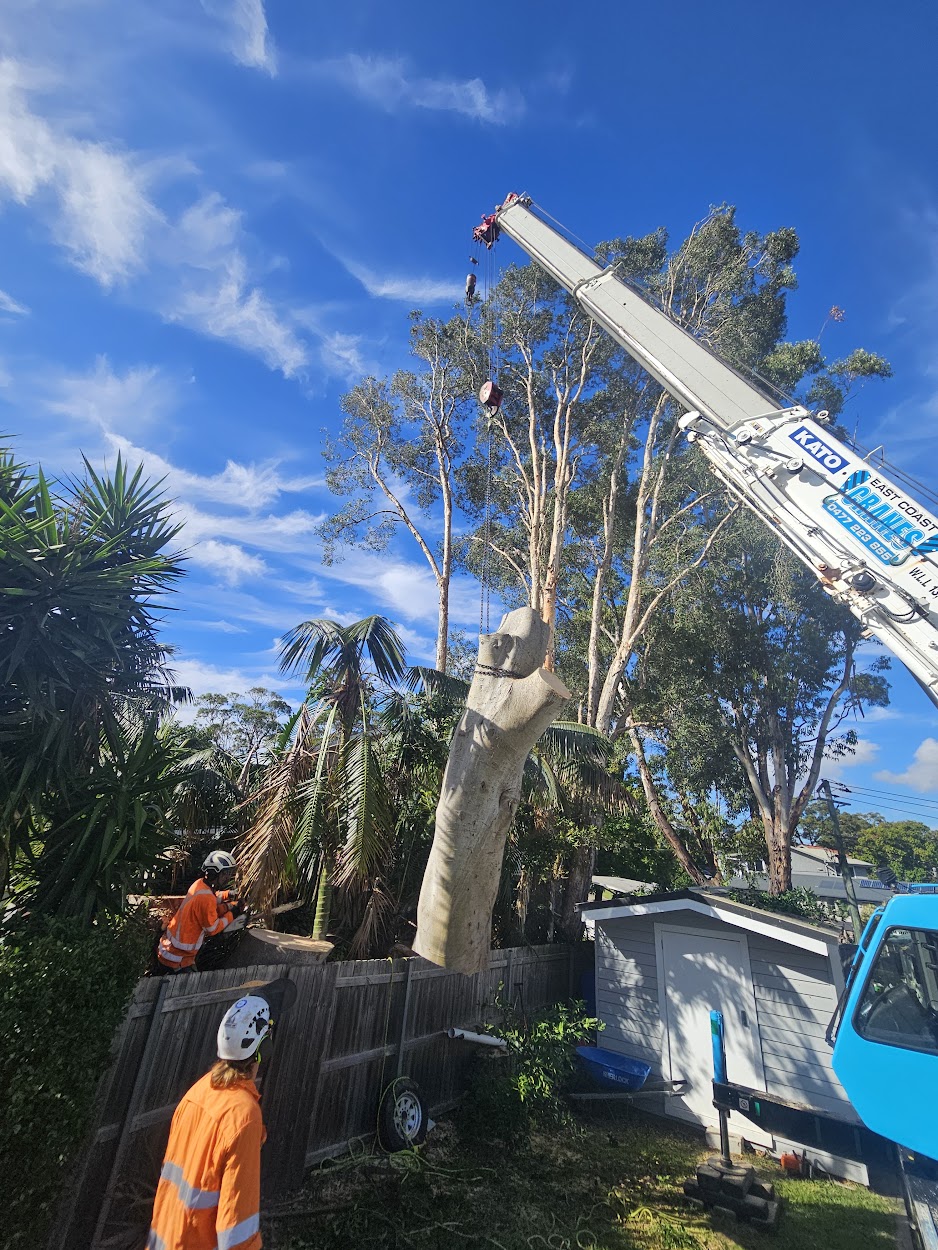 Crane tree removal Northern Beaches
