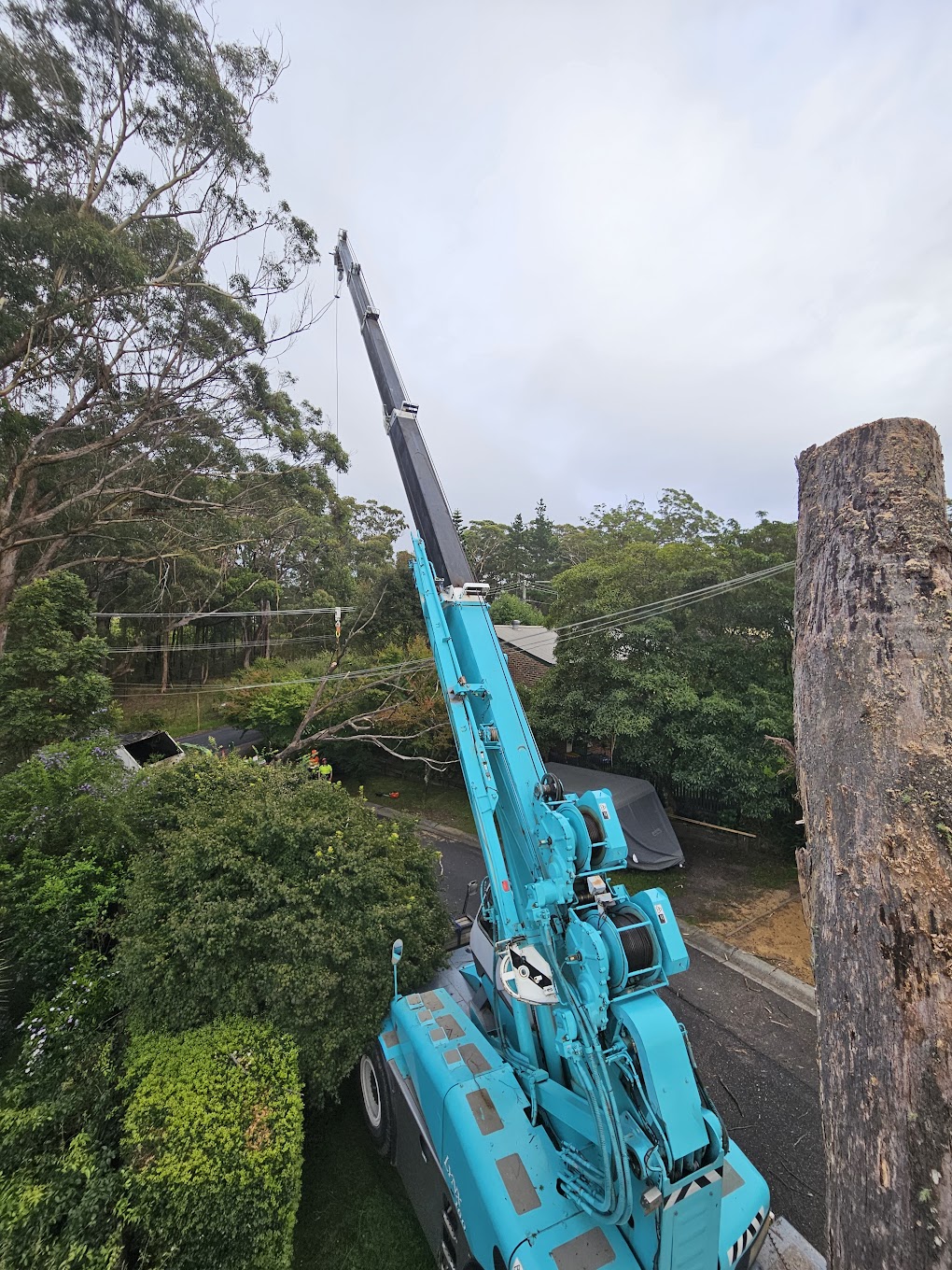 Crane tree removal Northern Beaches