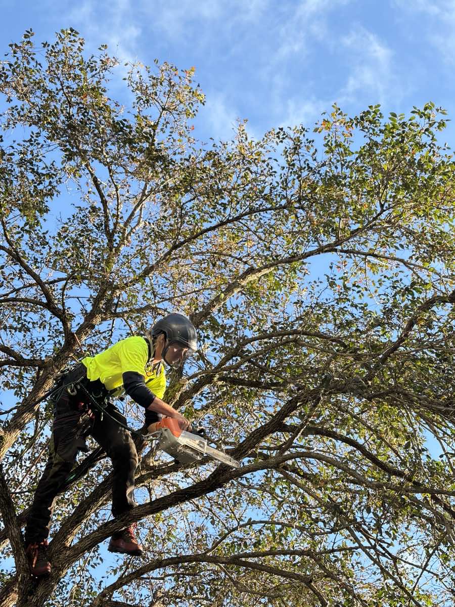 Climbing arborist pruning high in the crown of a broadleaf tree in Collaroy