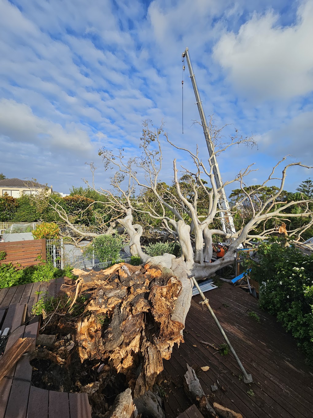 Dangerous tree assessment Northern Beaches