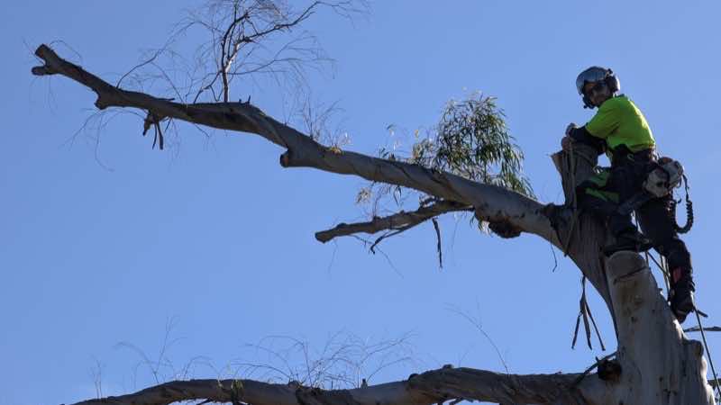 Dead eucalyptus removal at Mona Vale, Northern Beaches — The Living Canopy