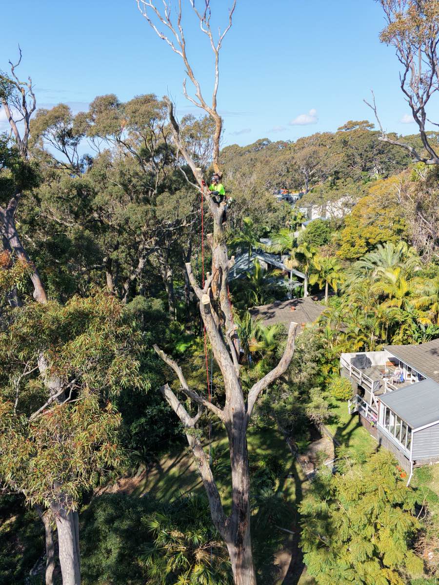 Drone view of a climber in hi-vis high on a dead grey trunk standing above a gum canopy, with houses and a deck below