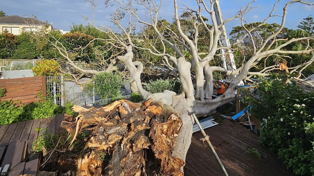 Emergency storm-damaged tree removal, Northern Beaches