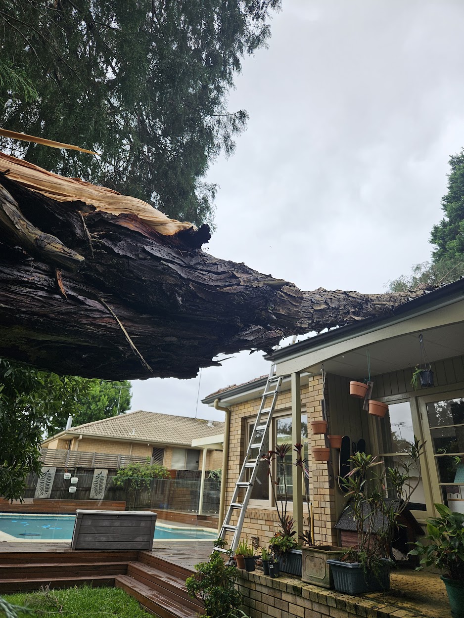 Emergency tree work Northern Beaches