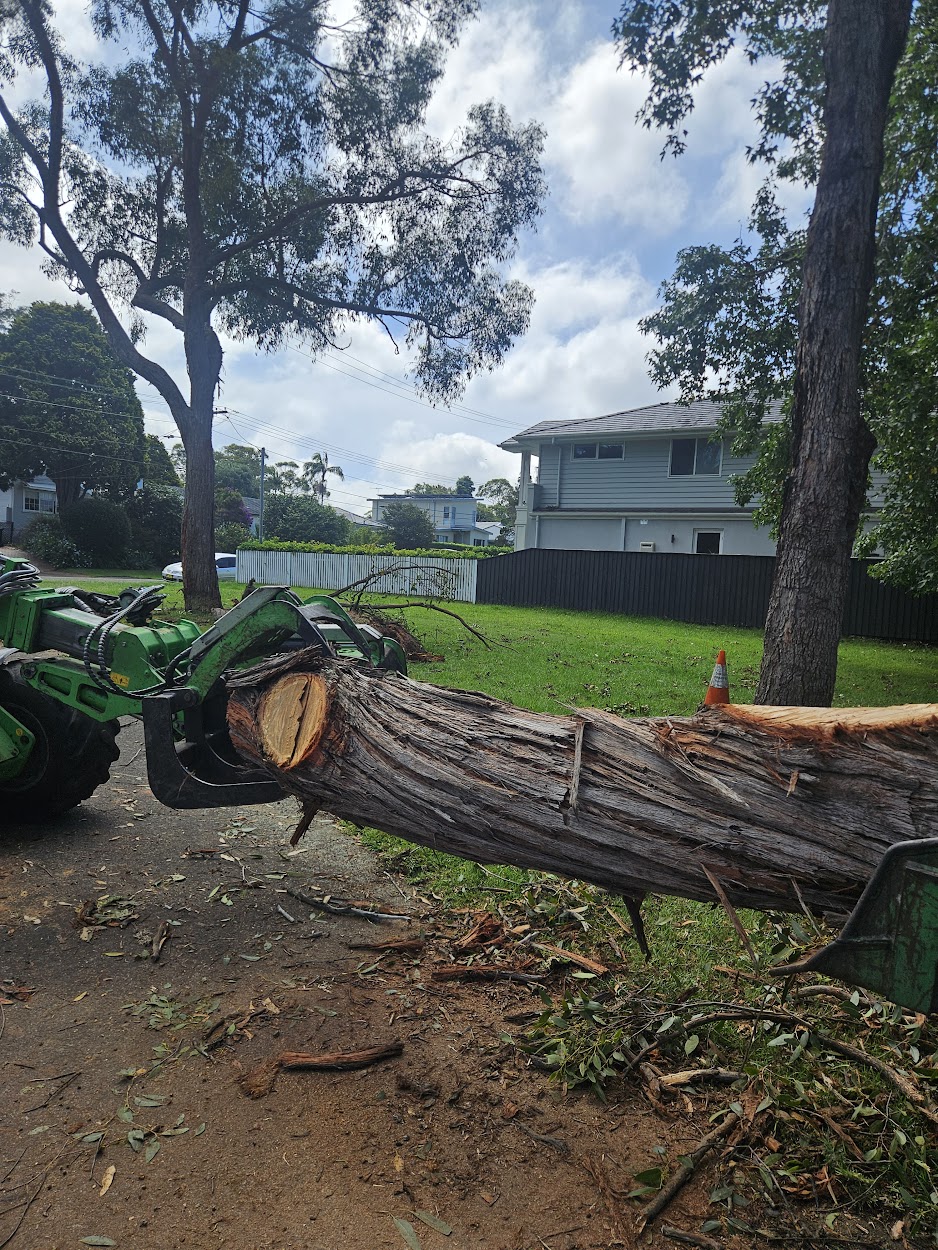 Emergency tree work Northern Beaches