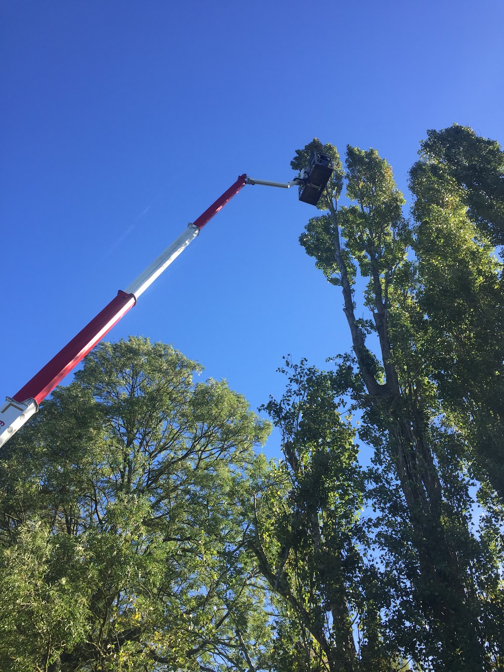 EWP tree removal Northern Beaches