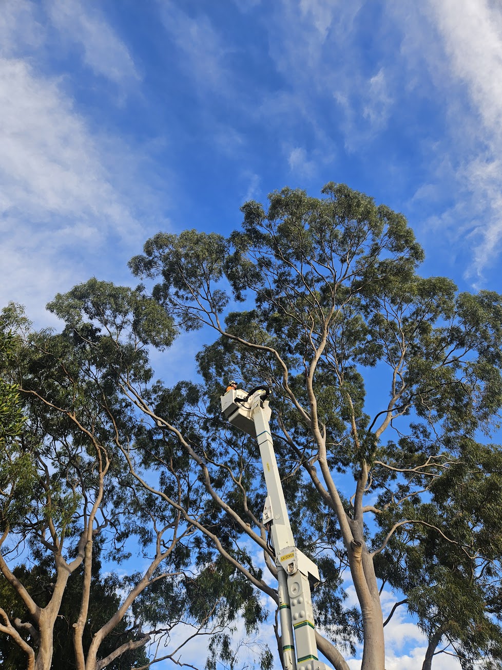 EWP tree work Northern Beaches