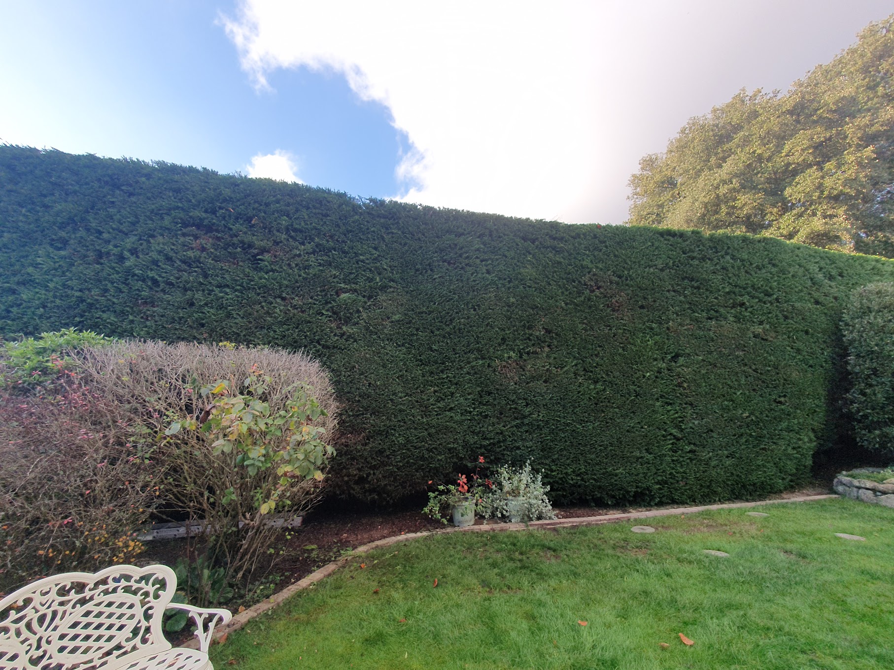 Formal hedge cutting Narrabeen