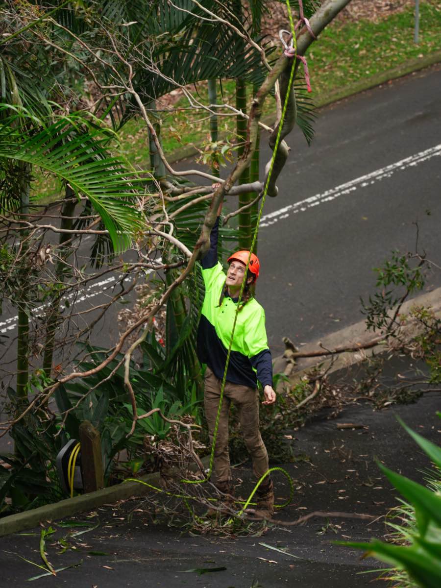 Crew member in an orange helmet pulling a cut branch down from a tangle of palm and gum beside a road