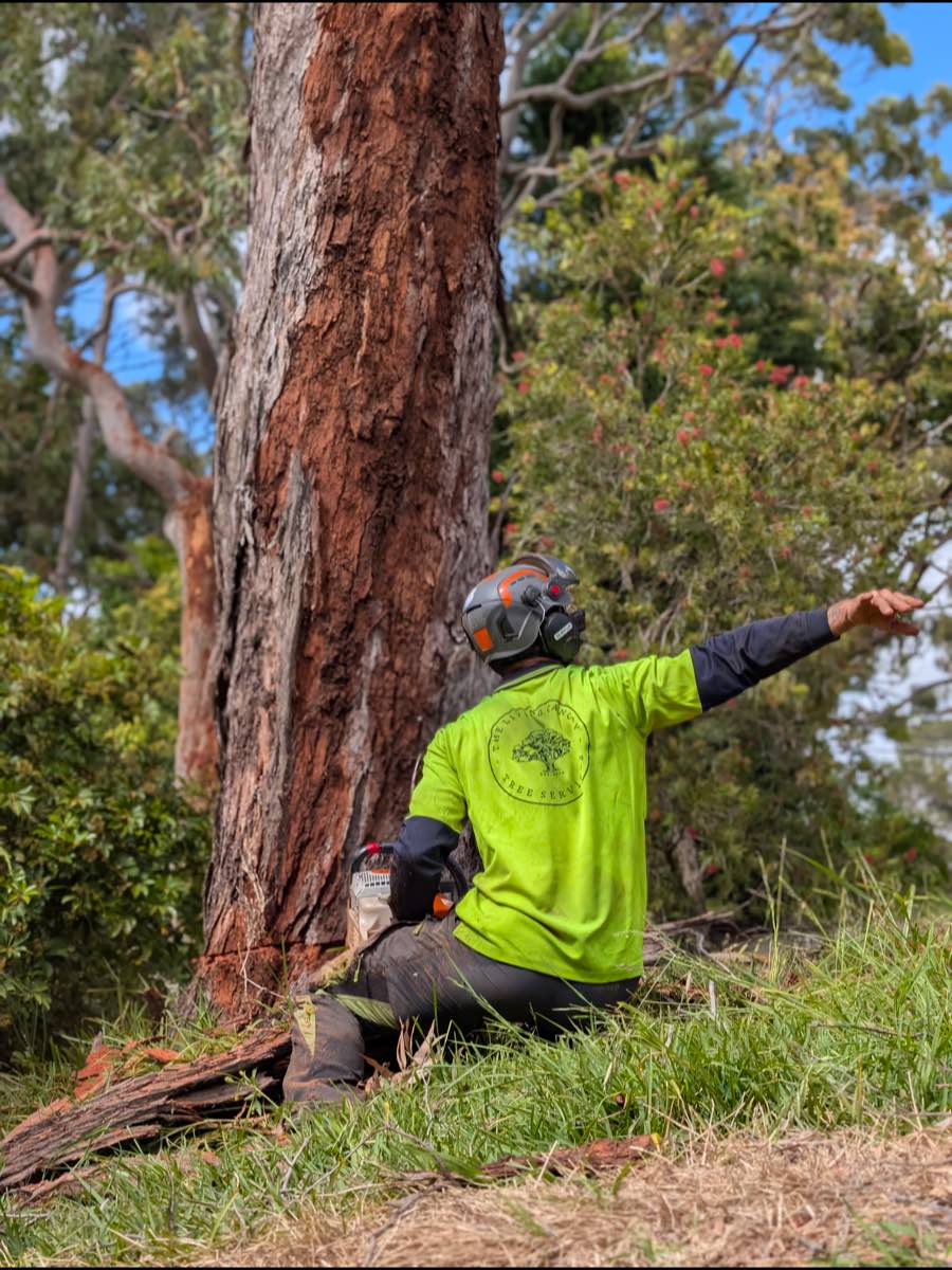 Groundie in hi-vis kneeling at the base of a large red-barked trunk, pointing to direct the work above