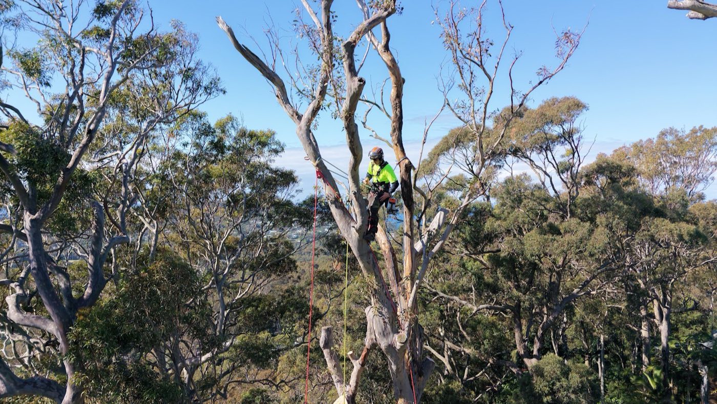 Drone view of arborists working on a lightning-damaged spotted gum in Avalon Beach